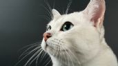 Conoce cómo es la personalidad de los gatos blancos, según expertos