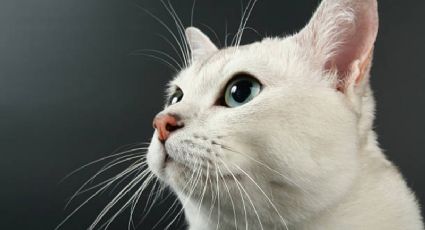 Conoce cómo es la personalidad de los gatos blancos, según expertos