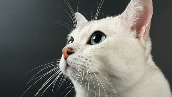 Conoce cómo es la personalidad de los gatos blancos, según expertos