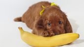 Qué le pasa a tu perro si come bananos, según la ciencia