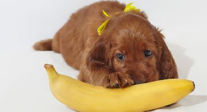 Qué le pasa a tu perro si come bananos, según la ciencia