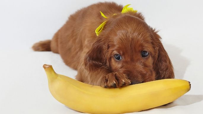 Qué le pasa a tu perro si come bananos, según la ciencia