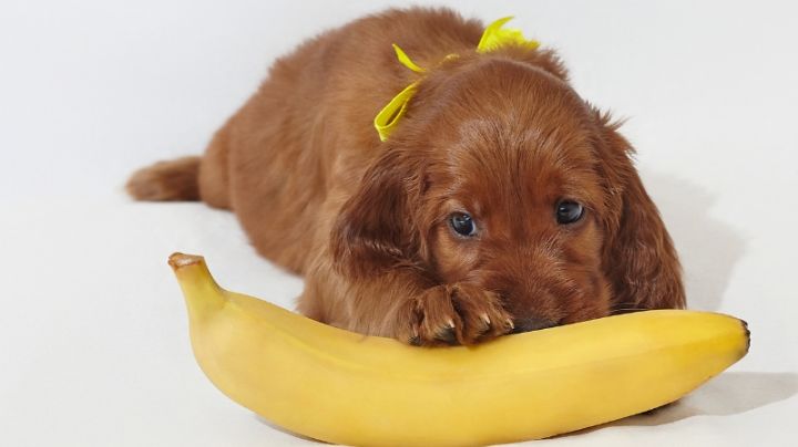 Qué le pasa a tu perro si come bananos, según la ciencia