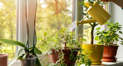 Cuál es la planta milenaria que disminuye el colesterol en tiempo récord