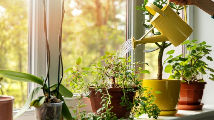 Cuál es la planta milenaria que disminuye el colesterol en tiempo récord