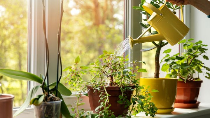 Cuál es la planta milenaria que disminuye el colesterol en tiempo récord