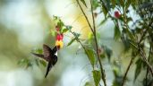 Tarot del Colibrí: este es el mensaje de las cartas para este 15 de enero