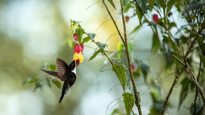 Tarot del Colibrí: este es el mensaje de las cartas para este 15 de enero