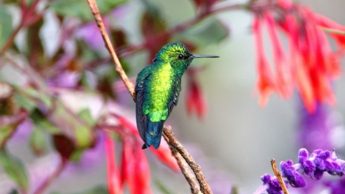 Tarot del Colibrí: este es el mensaje de las cartas para este 17 de enero