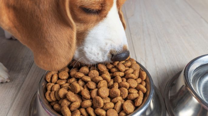 5 alimentos que evitan el estrés en tu perro, según expertos