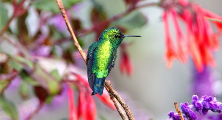Tarot del Colibrí: este es el mensaje de las cartas para este 17 de enero
