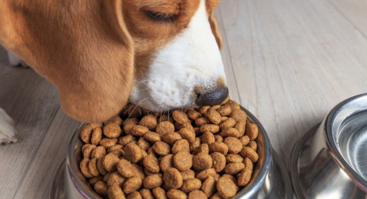 5 alimentos que evitan el estrés en tu perro, según expertos