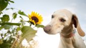 5 aromas que tu perro odia y pocos conocen