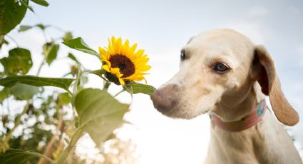 5 aromas que tu perro odia y pocos conocen