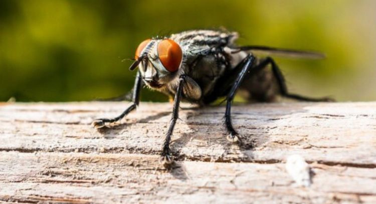 Conoce el profundo significado de que aparezcan moscas en la casa