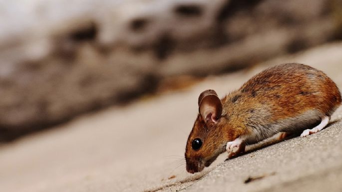 Dile adiós a los ratones con esta poderosa hierba aromática