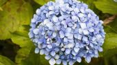 Conoce el profundo significado de tener hortensias en tu jardín