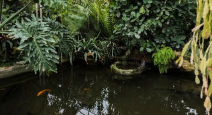 Paso a paso, cómo construir un desagüe en el jardín de tu casa