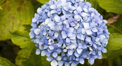 Conoce el profundo significado de tener hortensias en tu jardín