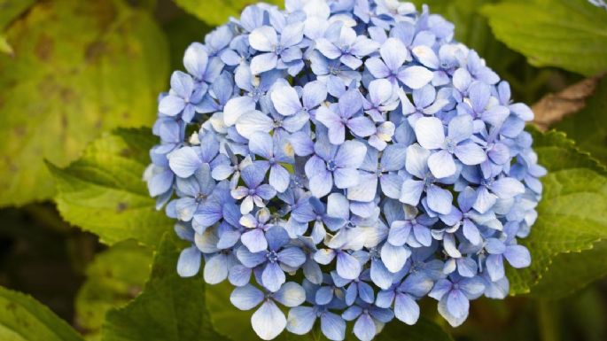 Conoce el profundo significado de tener hortensias en tu jardín