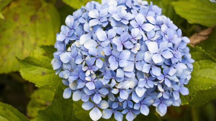 Conoce el profundo significado de tener hortensias en tu jardín