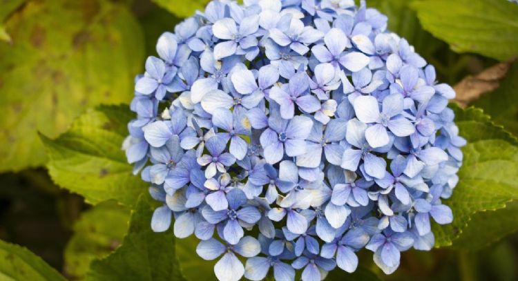 Conoce el profundo significado de tener hortensias en tu jardín