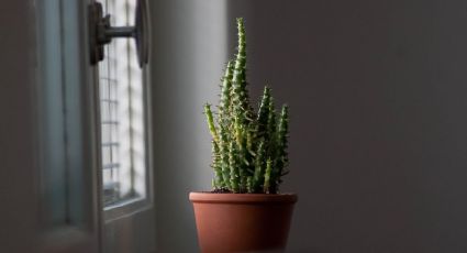 Conoce el profundo significado por el que florece una planta suculenta