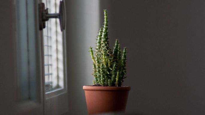 Conoce el profundo significado por el que florece una planta suculenta