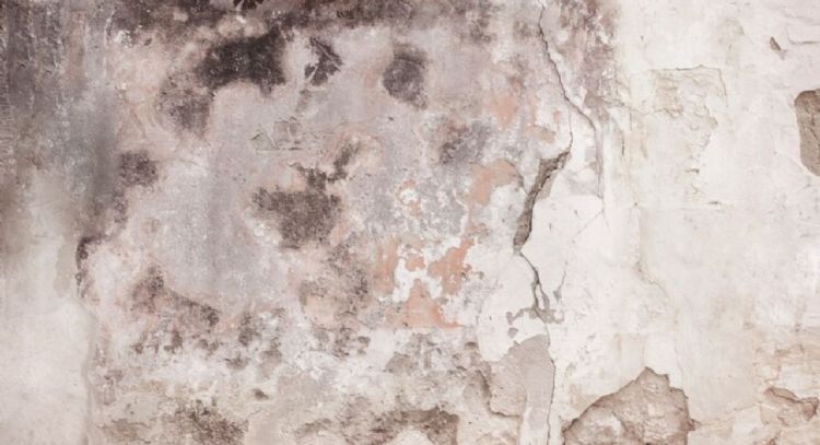 La forma de quitar la humedad de tus paredes con un sólo ingrediente
