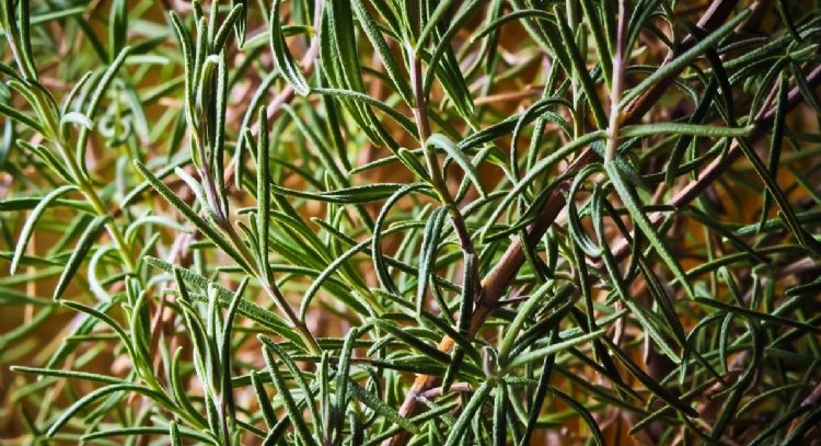 El truco infalible para que jamás se seque una planta de romero