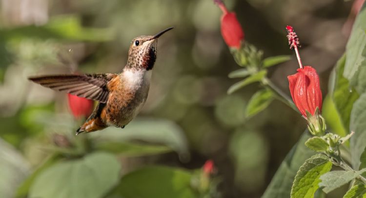 Tarot del Colibrí: este es el mensaje de las cartas para este 27 de enero