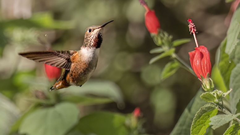 Tarot del Colibrí: este es el mensaje de las cartas para este 27 de enero