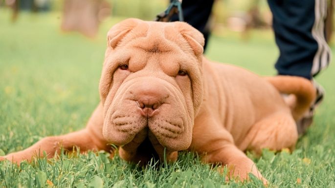 Estas son las 3 razas de perros más desobedientes