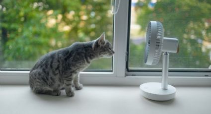 Descubre si tu mascota está sufriendo un golpe de calor