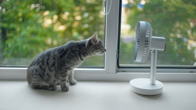 Descubre si tu mascota está sufriendo un golpe de calor