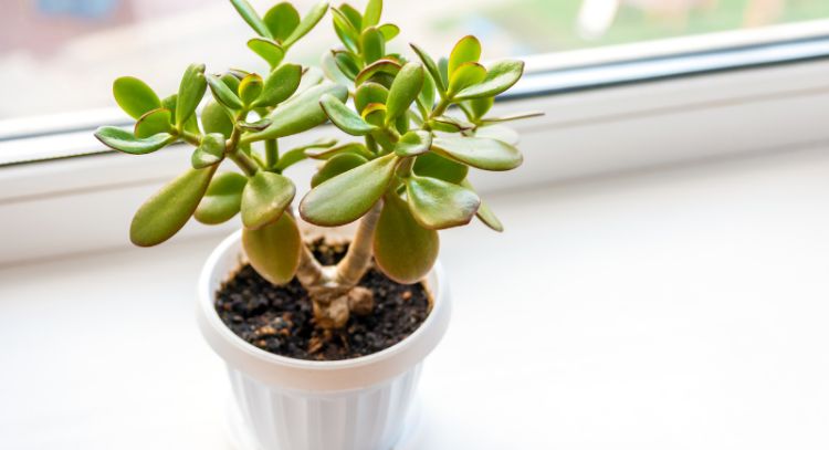 Los cinco peores errores que podrías estar cometiendo con tu árbol de jade