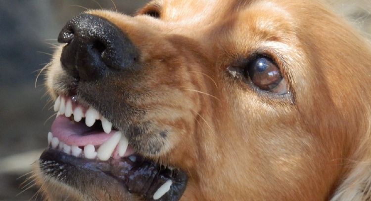 5 señales que indican que tu perro está enojado