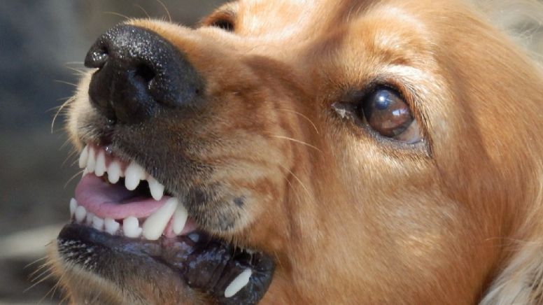 5 señales que indican que tu perro está enojado