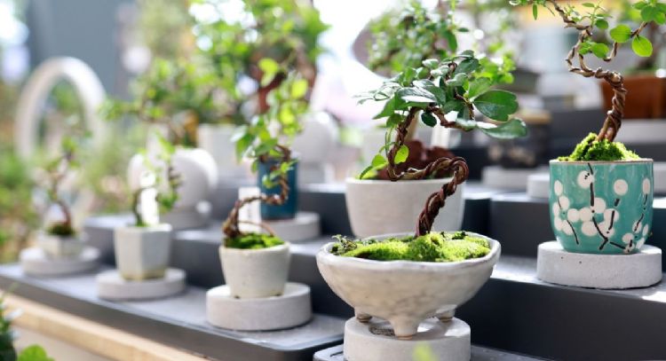 Estas son las 3 plantas que debes tener en casa para atraer la abundancia en 2024