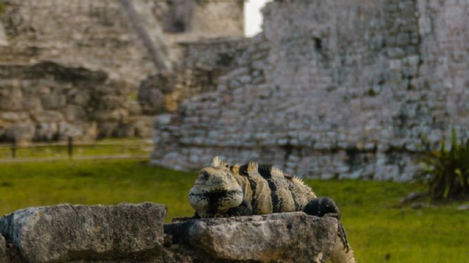 Conoce qué animal eres, según el Horóscopo Maya