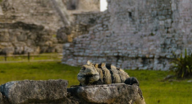 Conoce qué animal eres, según el Horóscopo Maya