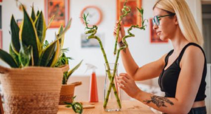 La planta del dinero que no es el árbol de jade y se reproduce fácilmente