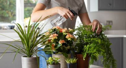 El poderoso líquido que protege a tus plantas de plagas y las ayuda a crecer fuertes y sanas