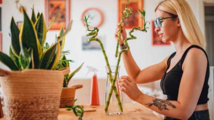 La planta del dinero que no es el árbol de jade y se reproduce fácilmente