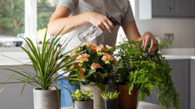 El poderoso líquido que protege a tus plantas de plagas y las ayuda a crecer fuertes y sanas