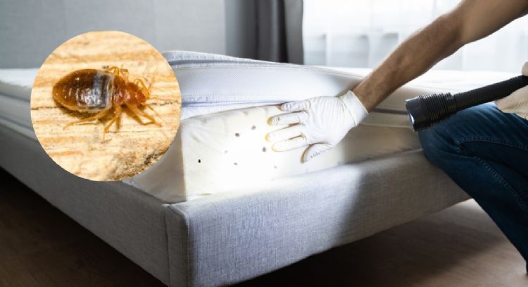 ¿Cómo usar una bolsa para eliminar chinches de tu hogar?