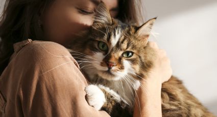 5 Curiosidades fascinantes sobre los gatos que todo dueño debería conocer