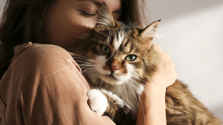 5 Curiosidades fascinantes sobre los gatos que todo dueño debería conocer