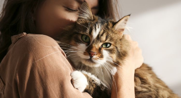 Qué quiere decir que a una persona le encanten los gatos, según la psicología