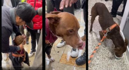 Un perro es rescatado del edificio de Avianca: su dueño lo disfrazaba de humano y le obligaba a pedir dinero